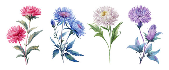 Set of Aster flowers different colors. September birth month flowers watercolor paintings. Vector illustrations isolated on white background