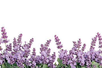 Row of vibrant purple lavender flowers in full bloom against transparent background, showcasing fragrant herb plants commonly used in aromatherapy and garden design