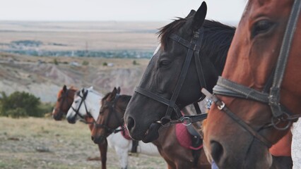 Bridled horses grazing together on hillside, overlooking expansive valley terrain