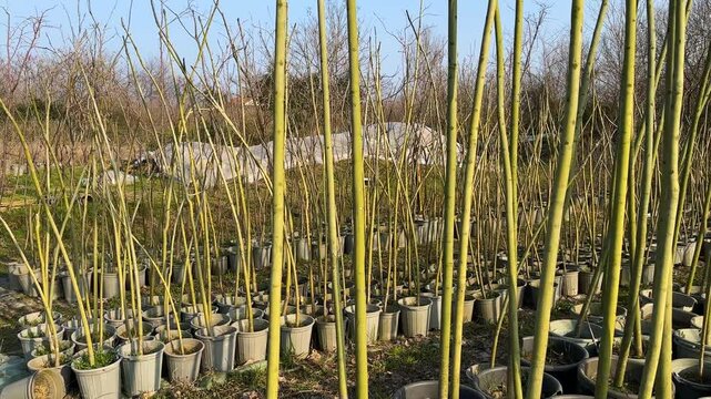 sun light tree in nursery garden groves nature background parrotia persica persian native plants greenery sprout bud in green spring season in iran business hyrcanian forest caspian landscape design