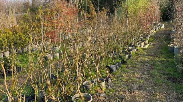 nursery hyrcanian forest tree parrotia persica caspian spring season native persian iran azerbaijan garden gilan in hiking landscape meadow nature rural scenic summer view village weather woods vase