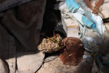 Close-up of European paper wasp nest in a old country house. Polistes dominula insect of Wasp family