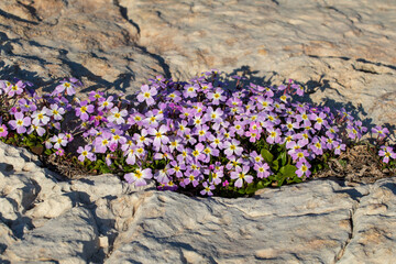Malcolmia maritima, or Virginia stock. Greek flora.