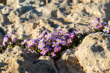 Malcolmia maritima, or Virginia stock. Greek flora.