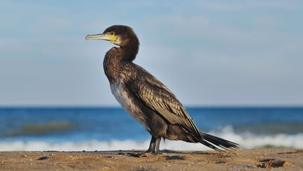 Great cormorant standing on Crimean beach observing the sea