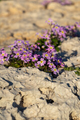 Malcolmia maritima, or Virginia stock. Greek flora.