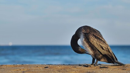 Great cormorant preening its feathers on Crimean beach
