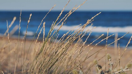Beach grass swaying in the Crimean peninsula breeze with blue sea in background