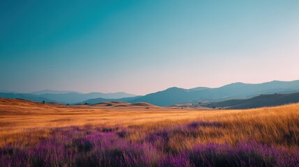The picturesque countryside features rolling hills covered in soft golden grass and dotted with vibrant lavender fields, basking under a bright blue sky during a sunny day
