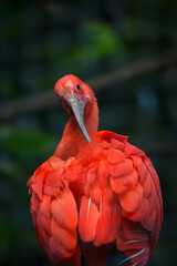 Portrait of a Scarlet ibis