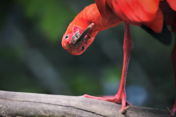 Portrait of a Scarlet ibis
