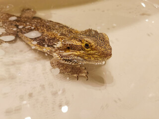 Portrait of a Bearded Dragon 