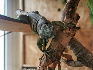 Portrait of a Green Iguana