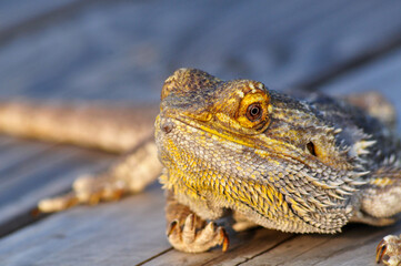 Portrait of a Bearded Dragon 
