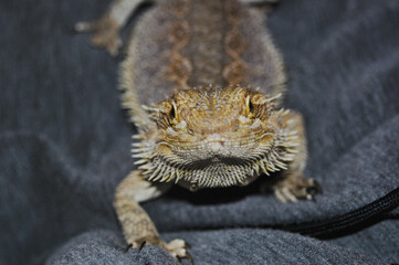 Portrait of a Bearded Dragon 