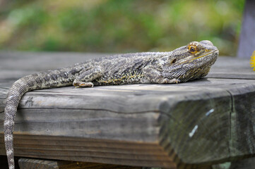 Portrait of a Bearded Dragon 