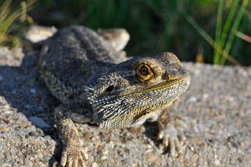 Portrait of a Bearded Dragon 