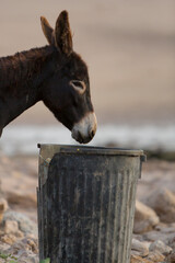 Donkey peers into a black trash can.