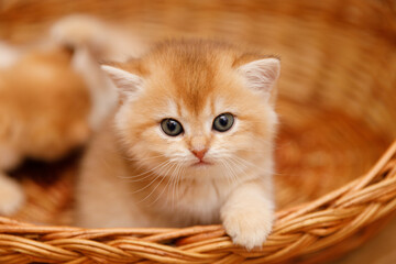 A close-up shot of a golden shaded chinchilla kitten climbing out of a woven basket, looking directly at the camera.  © Татьяна Яблокова