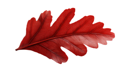 A red autumn oak leafTransparent background, PNG file, showcasing the beautiful autumn color and delicate structure of the leaf in clear focus.