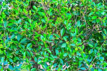 Obraz premium background of green leaves