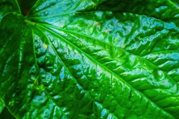 green leaf background