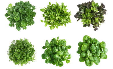 A vibrant display of six varieties of fresh greens arranged in a neat layout, showcasing their textures and colors