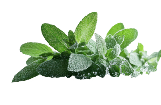 Fresh green mint leaves glistening with water droplets, showcasing their vibrant color against a clean background