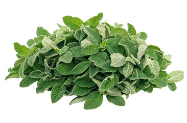 Fototapeta premium Fresh green oregano leaves piled together, showcasing their vibrant color and texture, ideal for culinary use