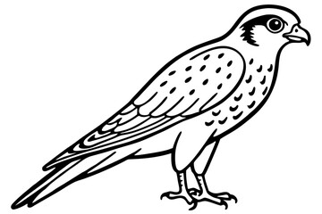 Fototapeta premium Kestrel Abstract Linework