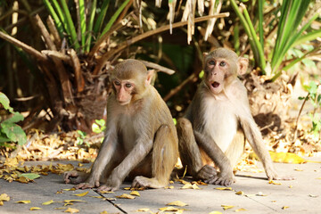 Two rhesus macaques in tropical forest park