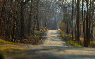 Fototapeta premium Long Forest Walkway Surrounded By Bare Trees.