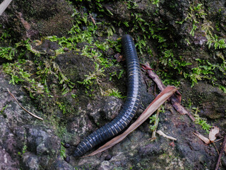 black millipede or centipede on mossy rock. invertebrate