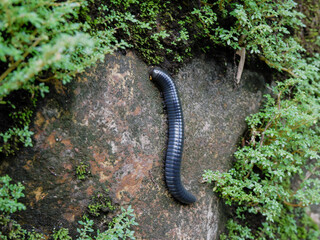 black millipede or centipede on mossy rock. invertebrate