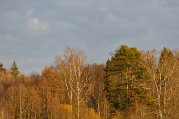 Fototapeta premium Low angle view of a forest against cloudy sky
