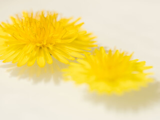 Naklejka premium 水に浮かべたタンポポのアップ47