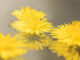 水に浮かべたタンポポのアップ26