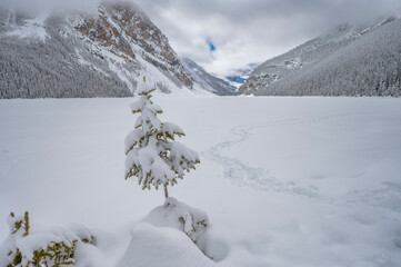 Snow covered tree on the shore of frozen Lake Louise in Banff National Park, Alberta, Canada