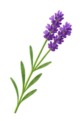 Fototapeta premium Lavender Illustration Isolated on Transparent Background