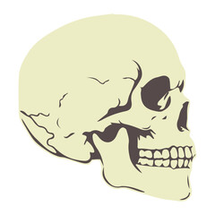 vector illustration of a skull