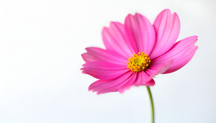 pink cosmos flower