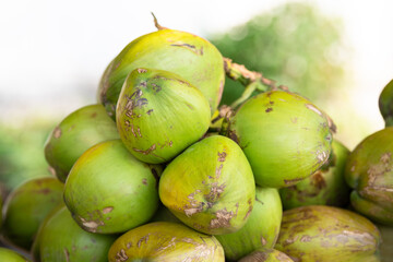 Fresh coconuts on a market stall in India, tropical fruit and milk drink, beach of Goa, Nam Hom...