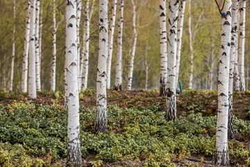 Peel and stick wall murals Background of birch trunks, wood texture. Birch grove in early spring in Moscow at the Cathedral of Christ the Savior.