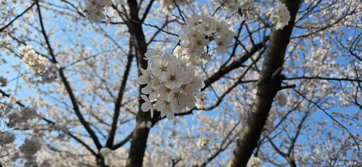 Cherry blossoms blooming in spring in Korea