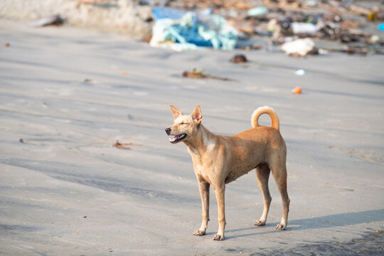 Homeless street dogs on the beach of Kochi, India, abandoned and unhappy, stray pet, indian pariah dog, garbage 