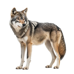 A photo of a grey wolf standing on a detailed and high-resolution, with transparent background png