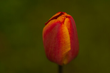red tulip flower
