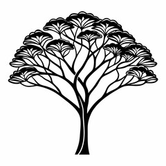 acacia outline   on white background