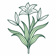 anthericum flower line art  on white background