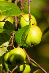 several green apples ripening among leaves on a tree